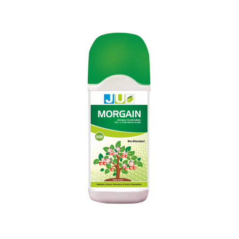 Morgain